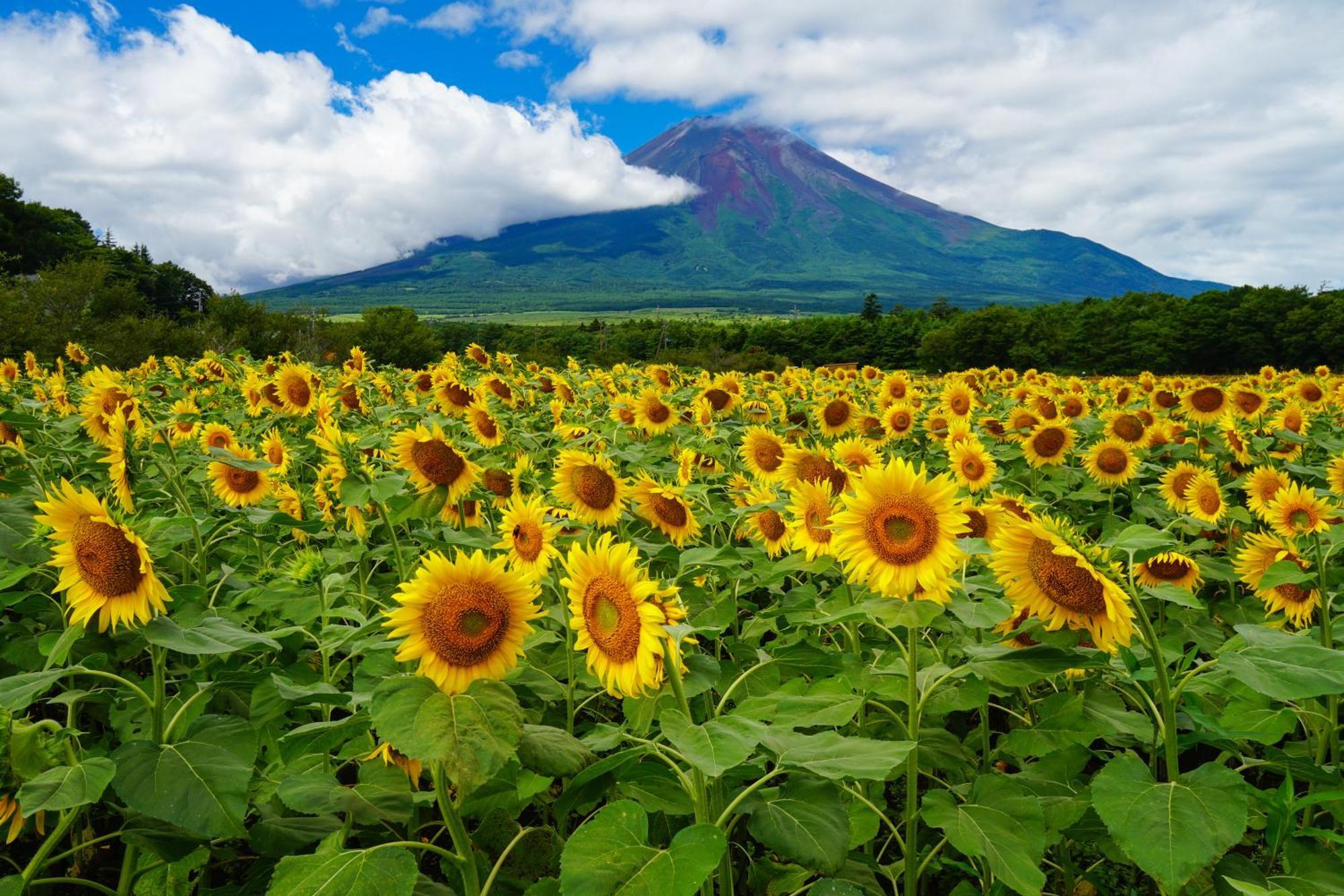 Fuji Yamanakako Hotel エクステリア 写真